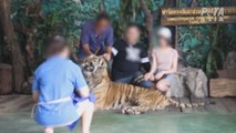 Animalistas llaman a boicotear zoo en Tailandia por maltratar a sus animales
