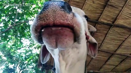 Build Hut for cow - House cow