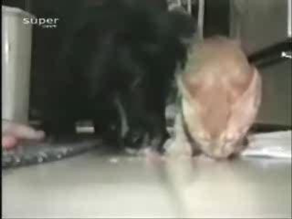 chat vs chien