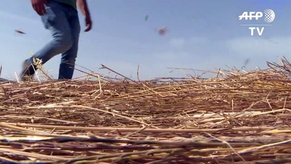 Farmers inspect damage after locust swarm decimates crops in Sardinia