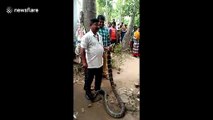 Indian family shocked to find king cobra creeping across kitchen