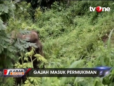 Puluhan Gajah Masuk Permukiman, Rusak Lahan dan Rumah Warga