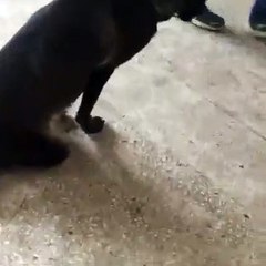 Ayakları olmayan yavru köpek sahiplenmeyi bekliyor