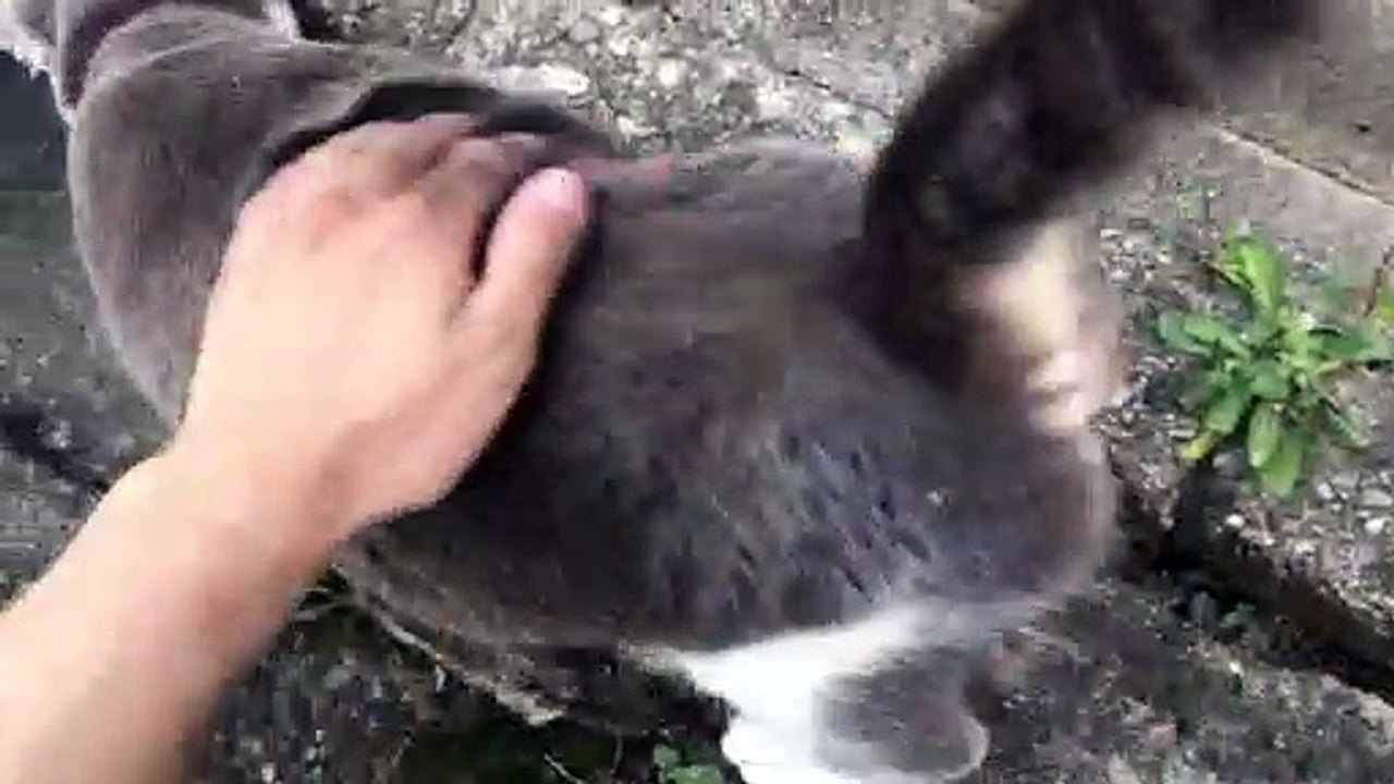 猫を撫でてみた