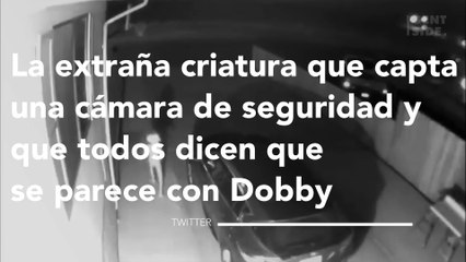 La extraña criatura que capta una cámara de seguridad y que todos dicen que se parece con Dobby