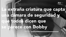 La extraña criatura que capta una cámara de seguridad y que todos dicen que se parece con Dobby