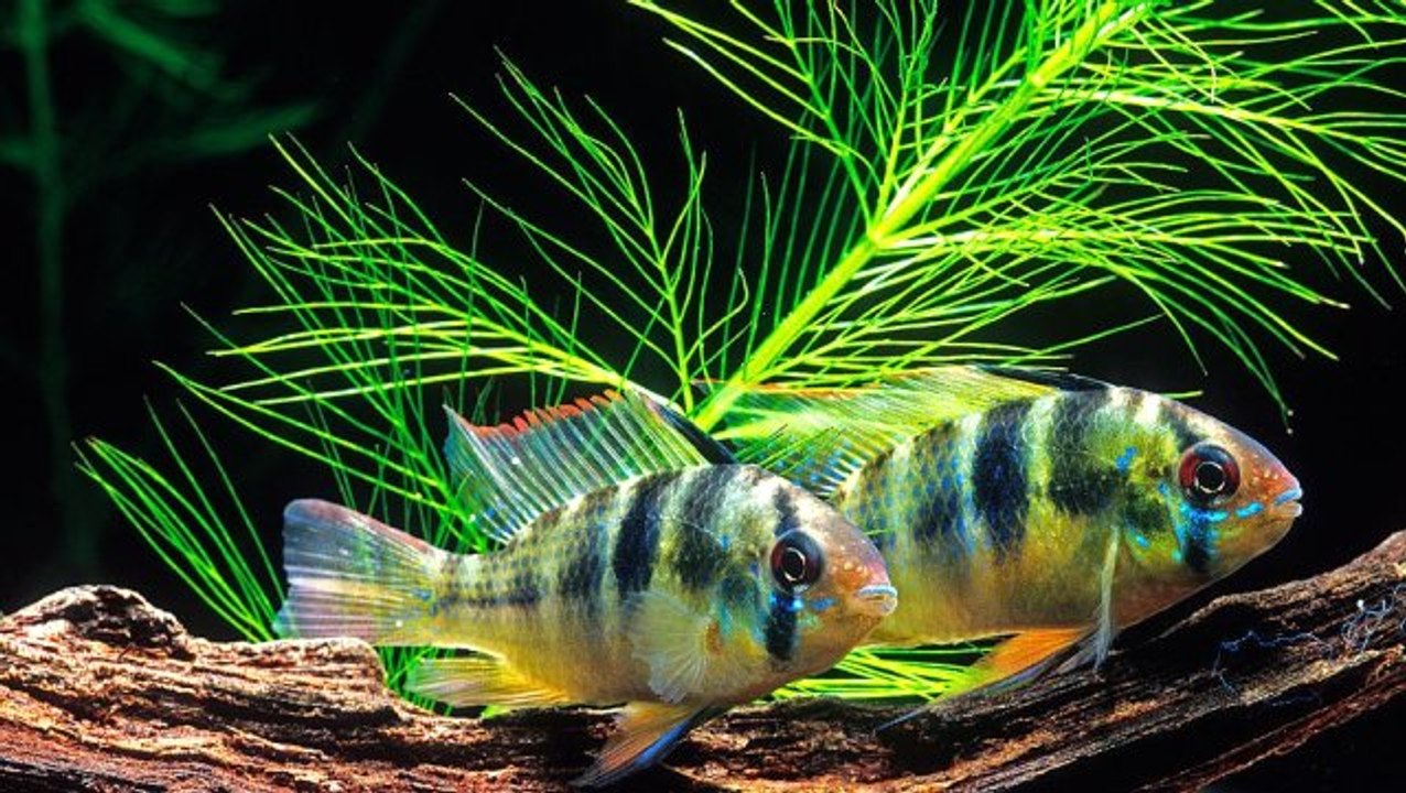 Sevdiğinden ayrı kalan dişi zebra ciklet balıkları 'mahzunlaşıyor'