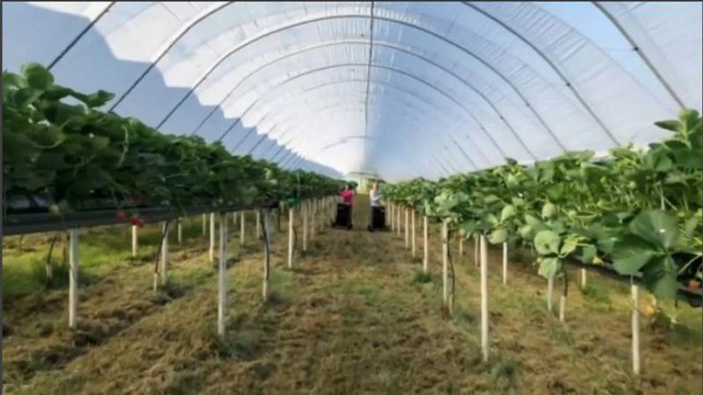 Ягодный брексит : фермеры страдают от нехватки работников