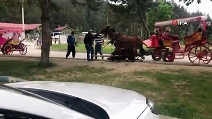 Faytona Bağlı At Sıcak Hava ve Yorgunluktan Böyle Bayıldı