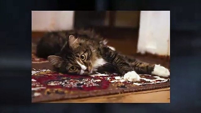 Rugs Cleaning Carpets Dublin Price