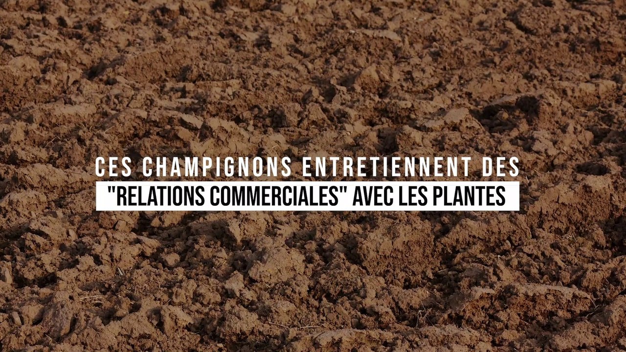 Ces champignons entretiennent des "relations commerciales" avec des plantes