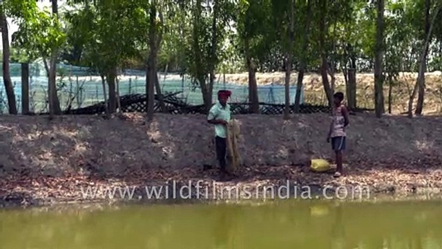Learn how to fish from the fishermen of the highly endangered Sundarbans