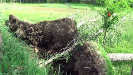 Bayburt’ta fırtına ağaçları kökünden söktü