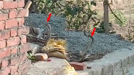 पुलिस चौकी के बाहर अठखेलियां करता नजर आया सांप का जोड़ा, देखने के लिए लगी भीड़