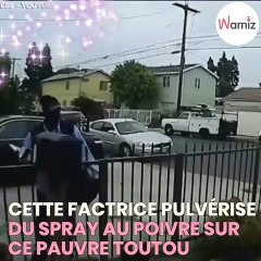 Cette factrice asperge un chien de son spray au poivre