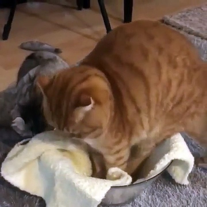 Une sublime chatte rousse trouve l'endroit parfait pour faire une bonne sieste. Regardez la !