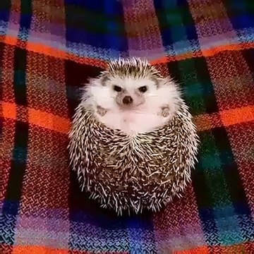 Regardez la réaction de cet hérisson en colère quand on lui tends à manger. Hilarant !