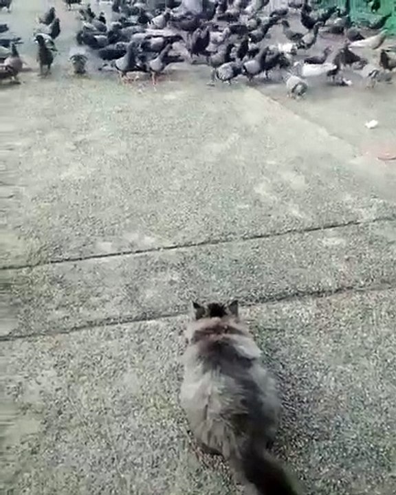 Quand un chaton essai de faire fuir les oiseaux. A mourir de rire !