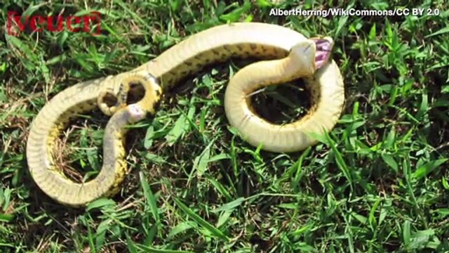 North Carolina Officials Warn of ‘Zombie Snake’ That Appears To Come Back From The Dead!