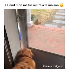 Cette chienne Golden réserve un accueil chaleureux à son maître. Vous allez fondre !