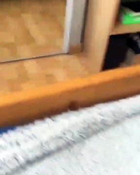 Quand un lézard rencontre son reflet dans le miroir pour la première fois. Extrêmement mimi !