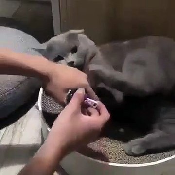 Quand couper les ongles de son chat devient une vraie lutte. Trop drôle !