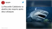 Nouvelle-Calédonie. Une vingtaine de requins vont être abattus après deux attaques