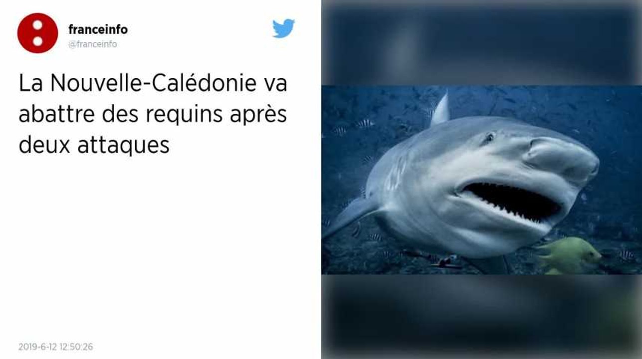 Nouvelle-Calédonie. Une vingtaine de requins vont être abattus après deux attaques