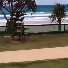 Omg ! Ce chien est beaucoup trop pressé d'aller se baigner dans la mer. Regardez ce qu'il accomplit !