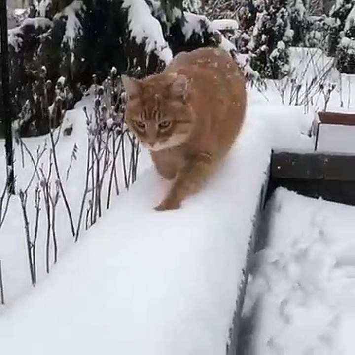 Cette chatte adore déambuler dans la neige. Trop cute !