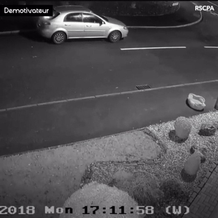 Cette caméra de surveillance a filmé le moment où ce chien a été abandonné par son maître sur le bord de la route. Très Émouvant !
