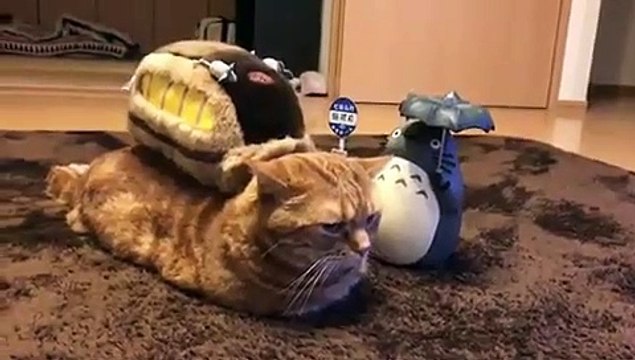 Ce chat aristocratique n’aime pas qu'on le dérange. Trop marrant !