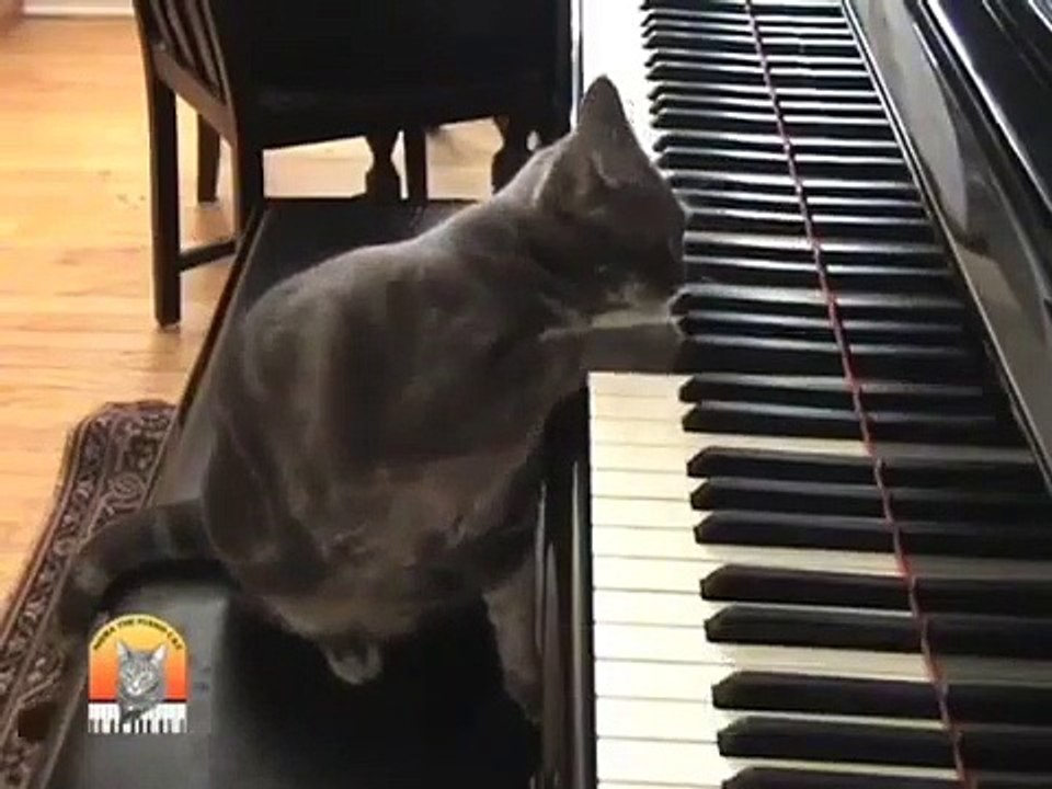 Un vrai chat pianiste qui va vous faire sourire. A la fois drôle et mignon !