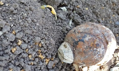 Çapa yaparken buldu