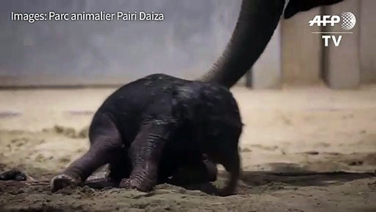Naissance d'un bébé éléphant dans un zoo belge