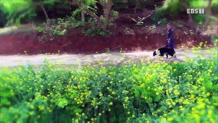 한국기행 - 시선기행, 나는 견(犬)이다2 2부- 양떼 몰러 나간다 '멍'_#001