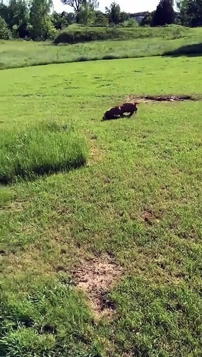 Des chiens de chasse courent après des lapins