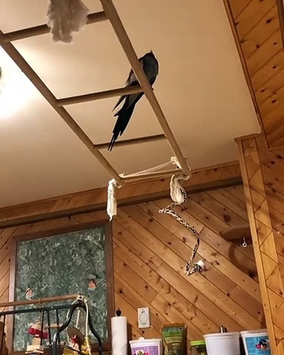 Qui a besoin d'un chien quand vous avez un oiseau qui vient à vous à la demande. Admirez ce perroquet !