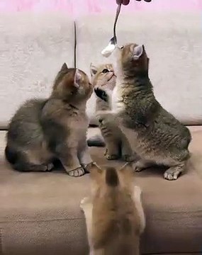 Quand c'est bon ces chatons sont tous prêts à se mettre sur les deux pattes. Magique !