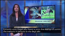 Il più grande granchio del mondo scoperto per strada alle Hawaii