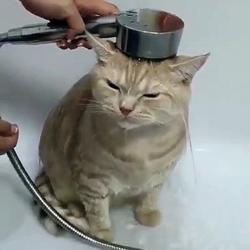 Ce chat déteste prendre les petits bains du soir. Regardez son expression trop marrante !