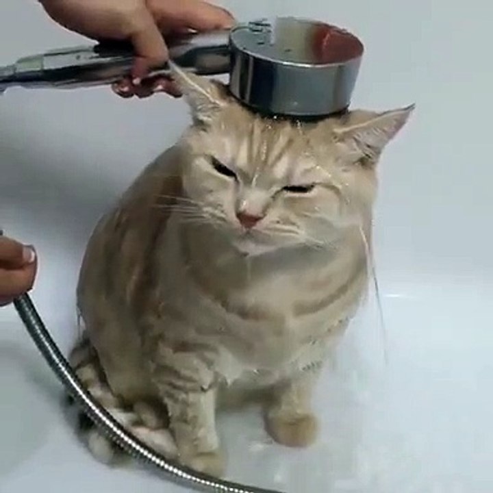 Ce chat déteste prendre les petits bains du soir. Regardez son expression trop marrante !