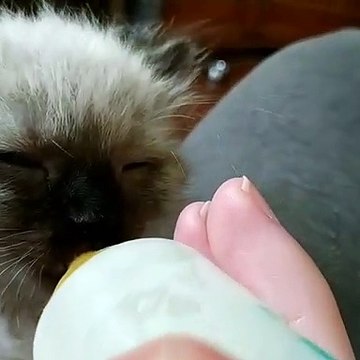 C'est dur dur d'être bébé. Heureusement pour ce chaton c'est biberon à volonté !!