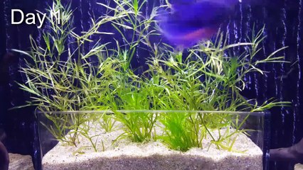 Easiest NO CO2 Aquarium Plant for Beginners (After 30 days growth)