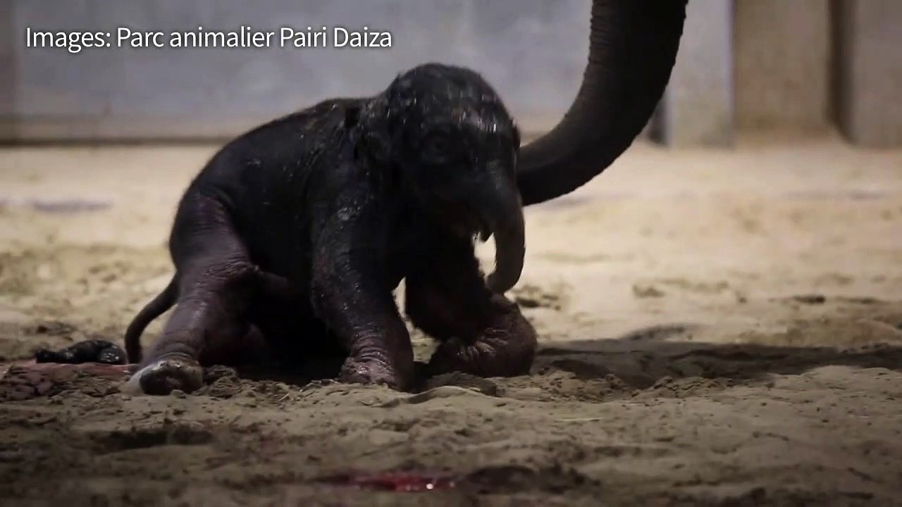 Naissance d'un bébé éléphant dans un zoo belge