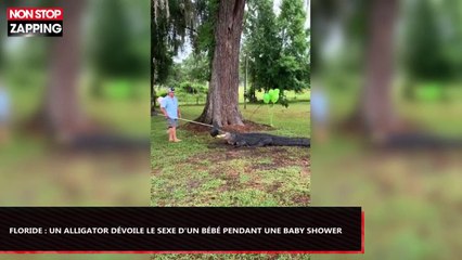 Floride : Un alligator dévoile le sexe d'un bébé pendant une baby shower (Vidéo)