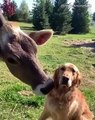 Histoire d'amour entre... une vache et un chien ?