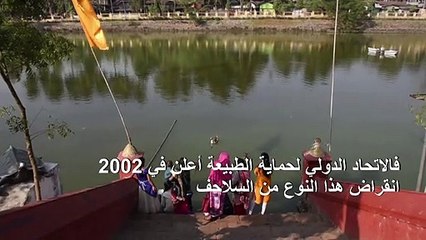 معبد هندي يساعد سلاحف "منقرضة" في العودة إلى الحياة