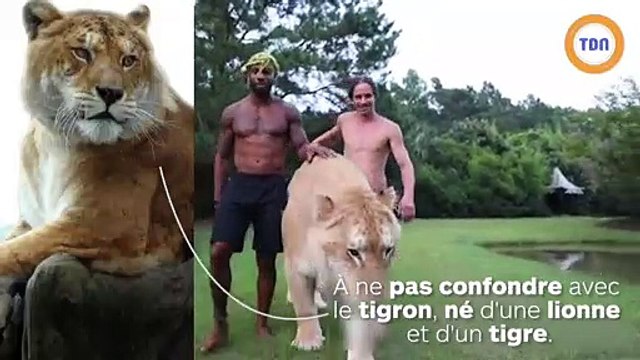 Il nous présente son ligre de 350 kilos : l'un des plus gros félins au monde !
