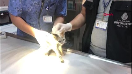 PENDİK'TE BELEDİYE İŞÇİSİNİN SUNİ TENEFFÜSLE HAYATA DÖNDÜRDÜĞÜ KEDİNİN SAĞLIK DURUMU İYİ